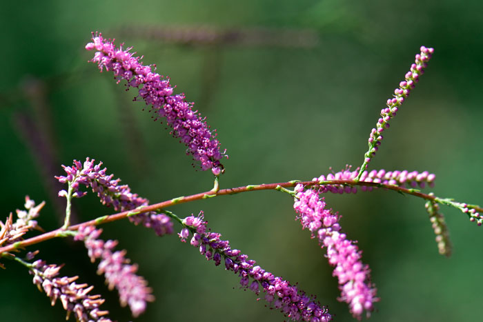 Chinese Saltcedar has medium size showy flowers ranging from purple to pink to white. Tamarix chinensis 